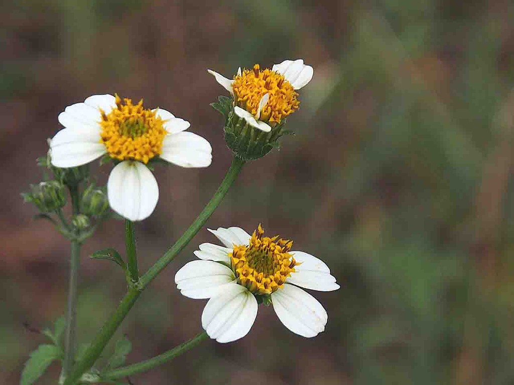 里山 B 山の花 里の花に心癒されて