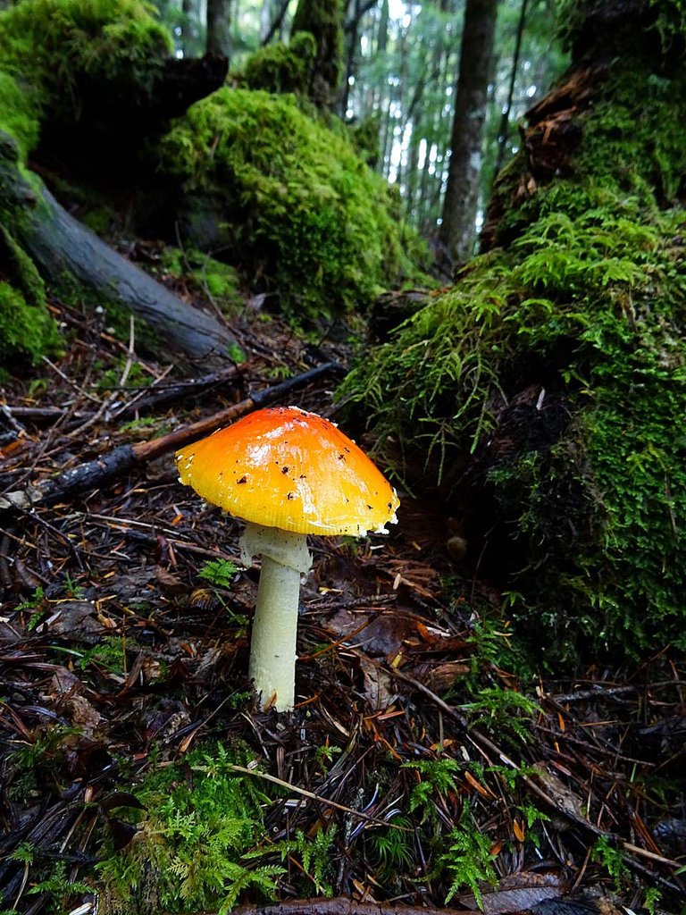 富士山のキノコを撮る 山の花 里の花に心癒されて