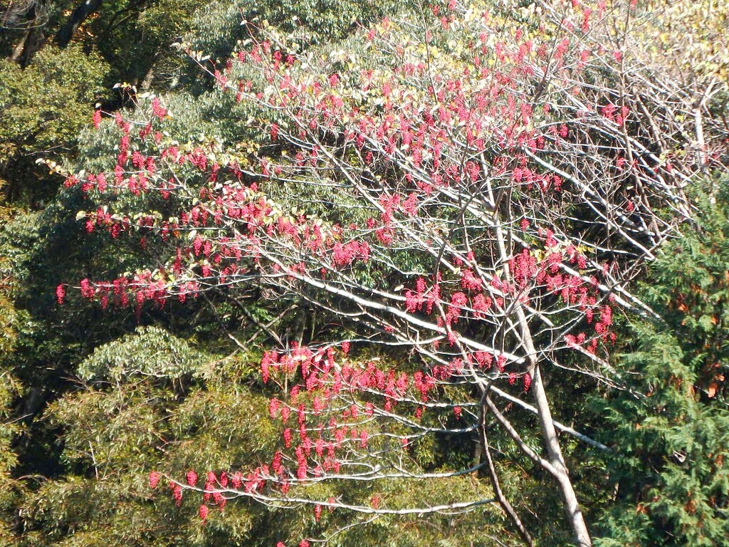 イイギリ 飯桐 竜爪山 山の花 里の花に心癒されて イイギリ 飯桐 竜爪山 山の花 里の花に心癒されて