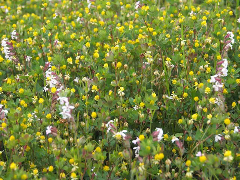 海辺の花 山の花 里の花に心癒されて 海辺の花 山の花 里の花に心癒されて