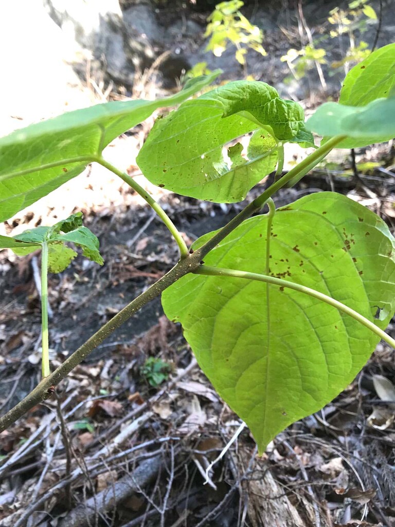 似た木の葉っぱ 山の花 里の花に心癒されて
