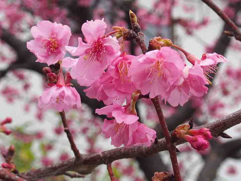 これは何桜なんでしょう 山の花 里の花に心癒されて