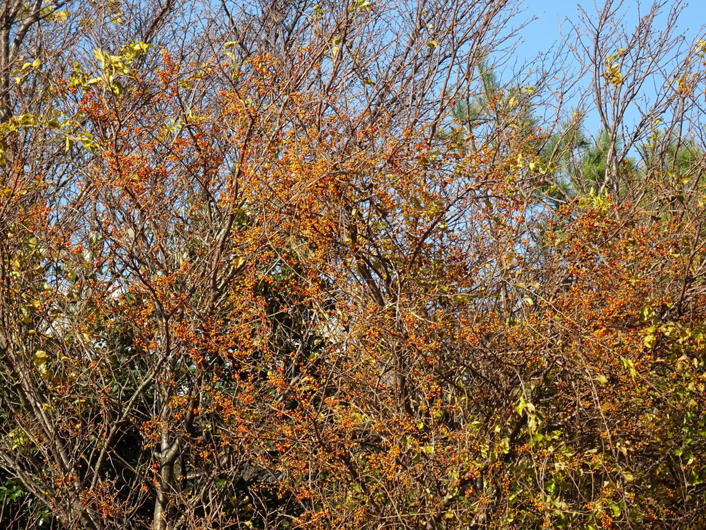 もう一度 ツルウメモドキ 山の花 里の花に心癒されて