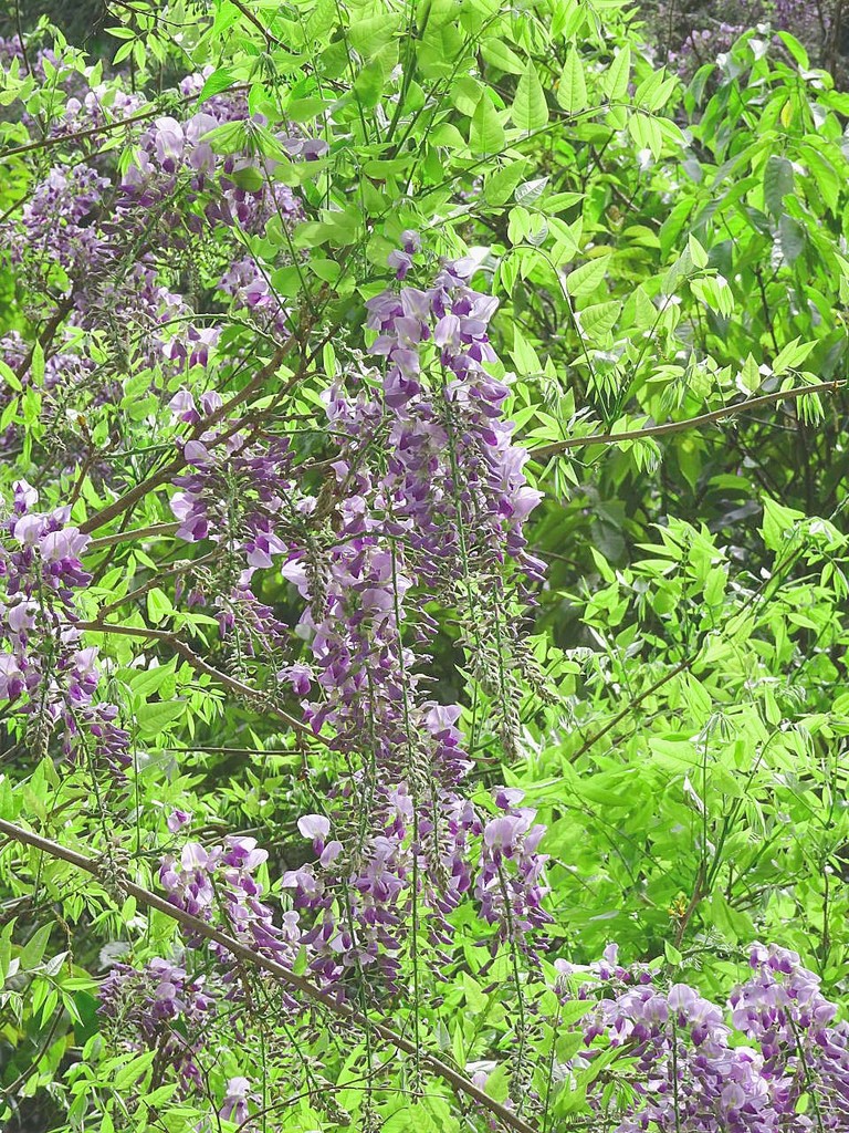 山の花 里の花に心癒されて 山の花 里の花に心癒されて