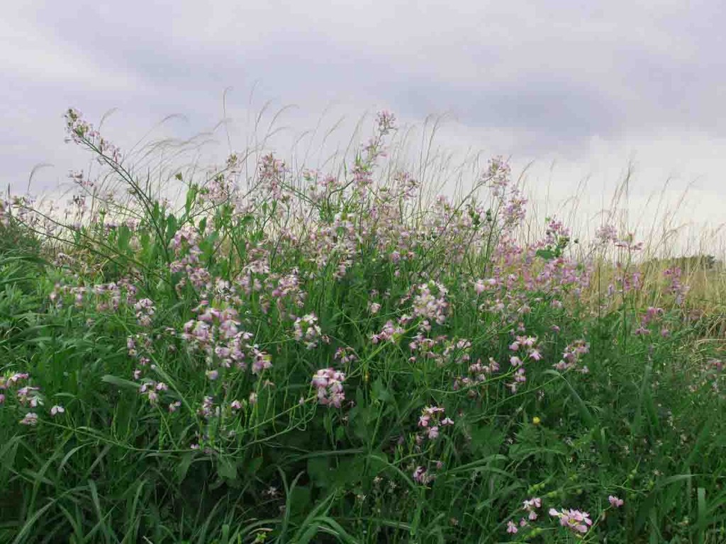 海辺の花 山の花 里の花に心癒されて 海辺の花 山の花 里の花に心癒されて