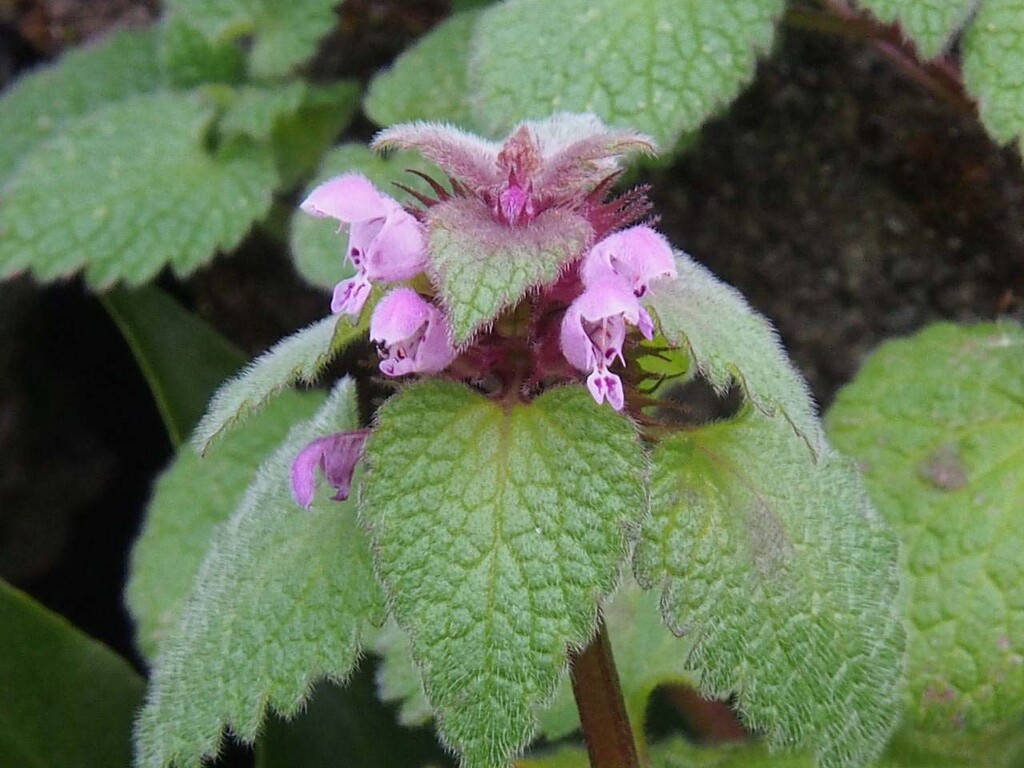 ホトケノザ ヒメオドリコソウ 山の花 里の花に心癒されて ホトケノザ ヒメオドリコソウ 山の花 里の花に心癒されて