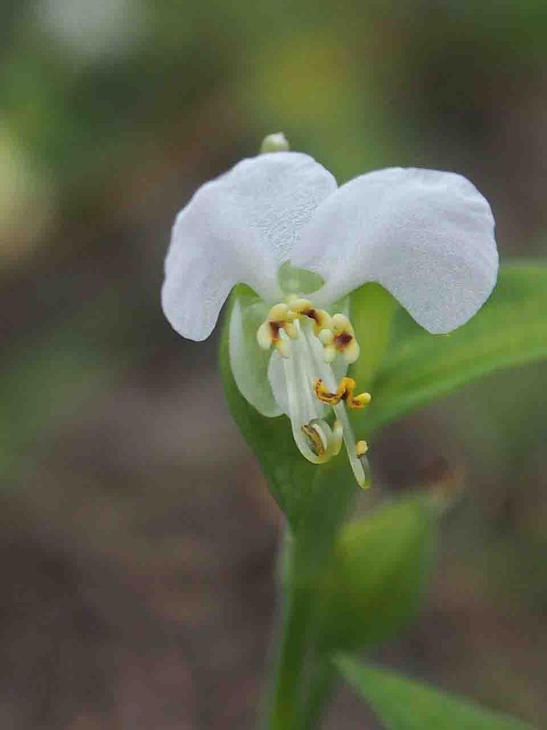 ツユクサ 露草 他 山の花 里の花に心癒されて