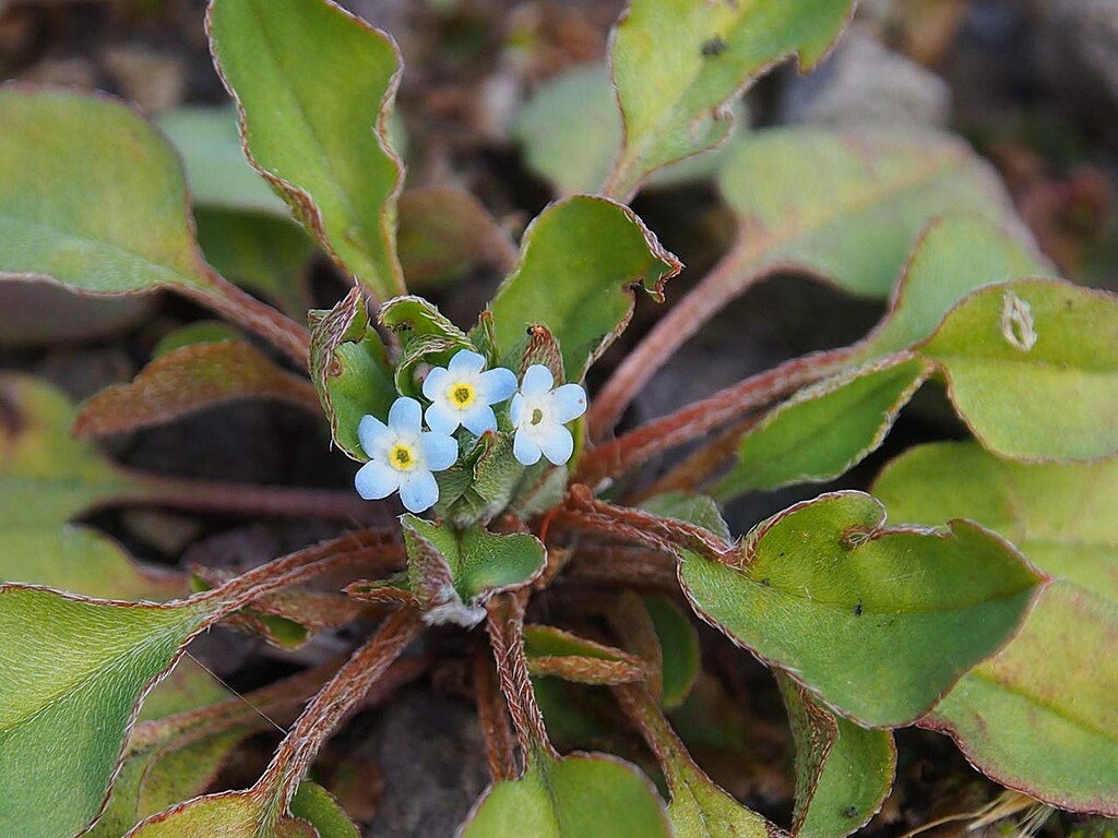 キュウリグサ ハナイバナ 山の花 里の花に心癒されて キュウリグサ ハナイバナ 山の花 里の花に心癒されて