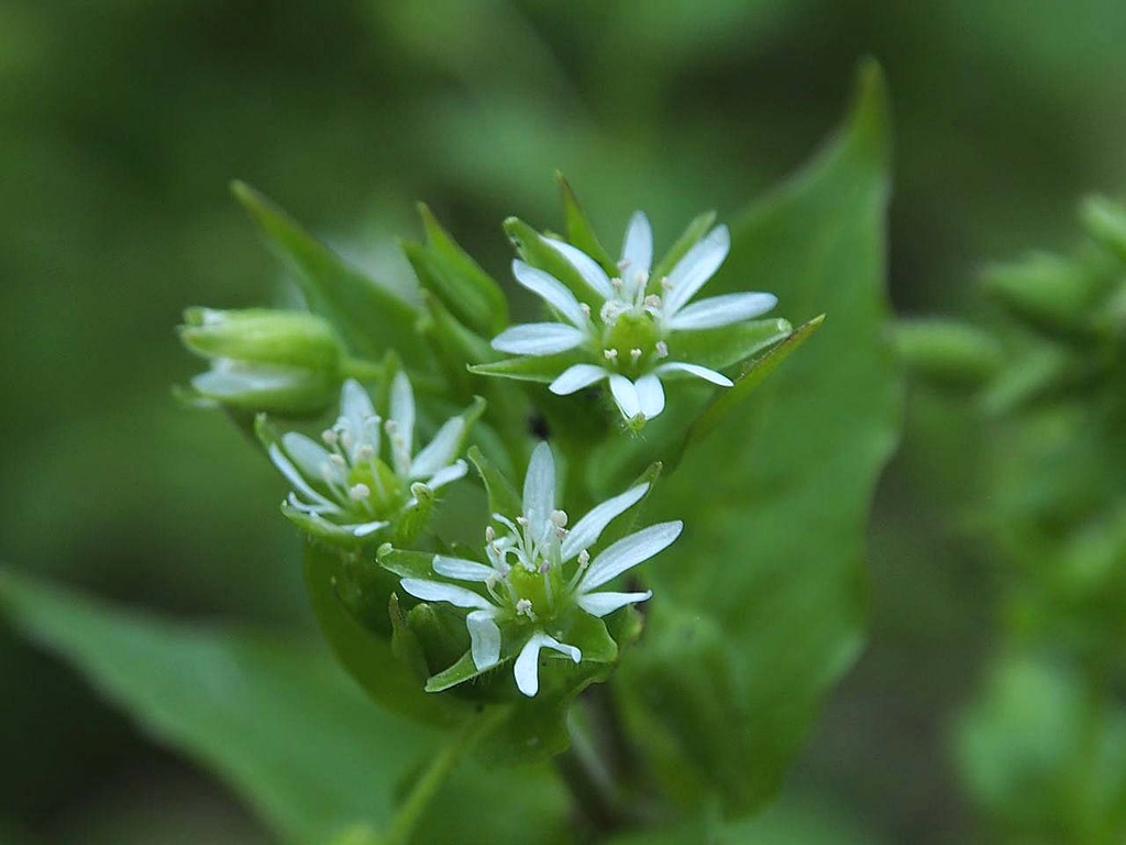 道端の雑草 山の花 里の花に心癒されて 道端の雑草 山の花 里の花に心癒されて
