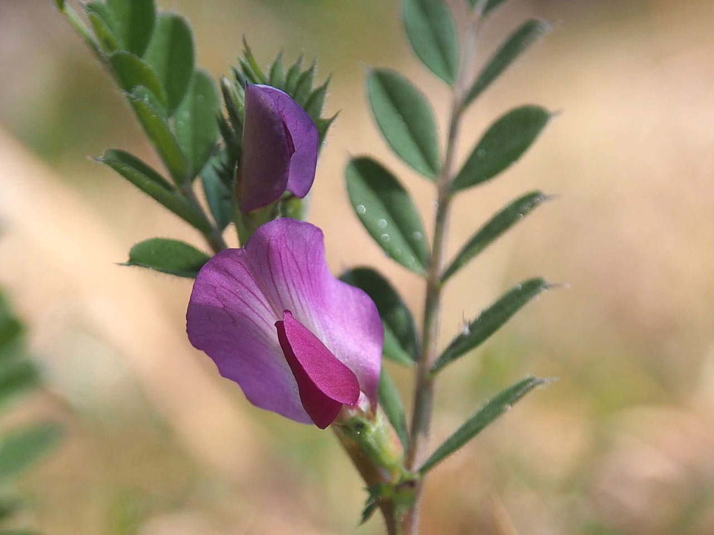 カラスノエンドウ 烏野豌豆 スズメノエンドウ 雀野豌豆 山の花 里の花に心癒されて