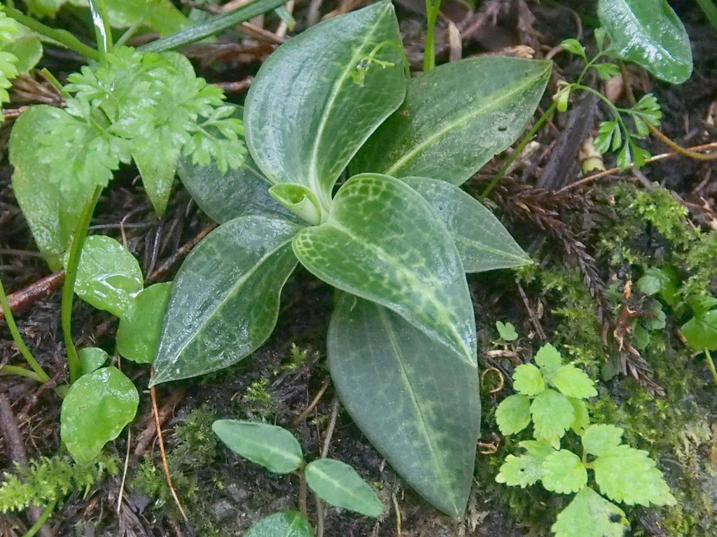 山の花・里の花に心癒されて