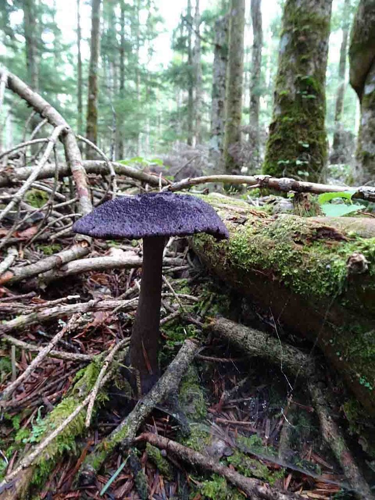 富士山麓のキノコと 山の花 里の花に心癒されて 富士山麓のキノコと 山の花 里の花に心癒されて