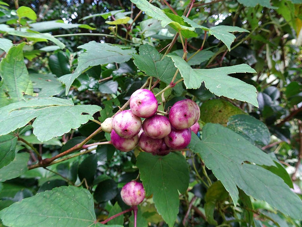 里山 高草山 ノブドウ 野葡萄 A 山の花 里の花に心癒されて