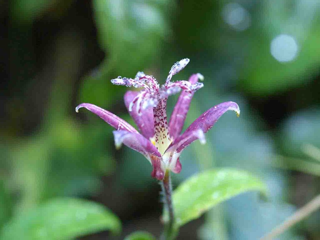 高草山 満観峰の残り花 山の花 里の花に心癒されて