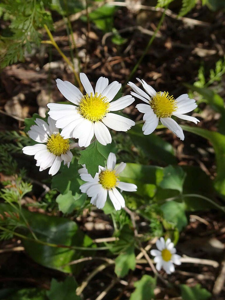 似た木の葉っぱ 山の花 里の花に心癒されて