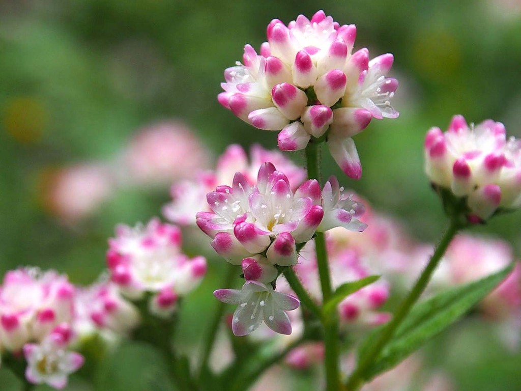 ミゾソバ 溝蕎麦 山の花 里の花に心癒されて ミゾソバ 溝蕎麦 山の花 里の花に心癒されて