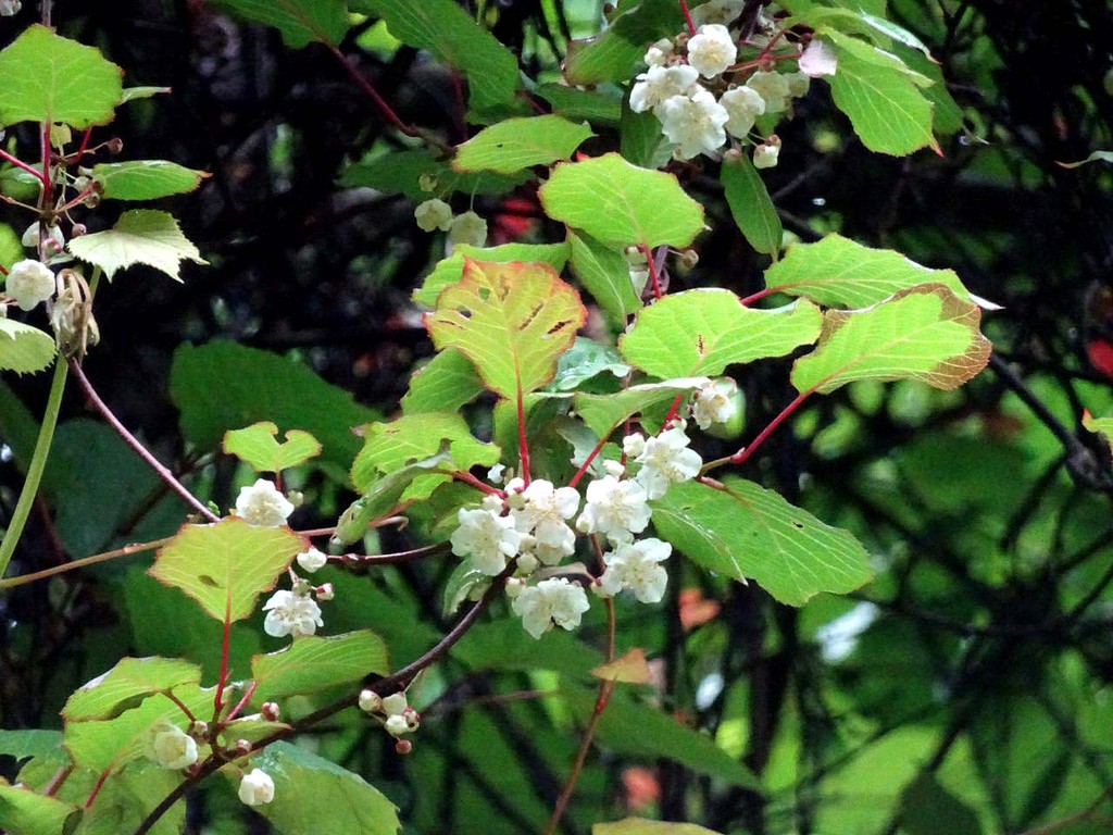 北八ヶ岳から甲武信岳に移動 山の花 里の花に心癒されて