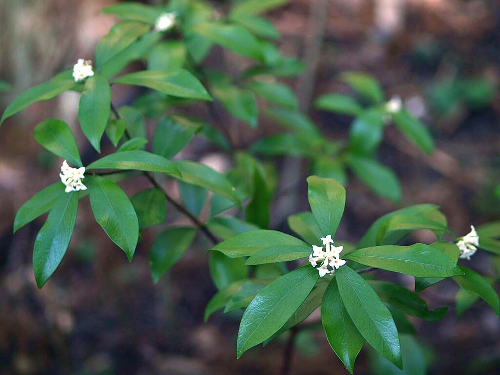コショウノキ 胡椒の木 山の花 里の花に心癒されて