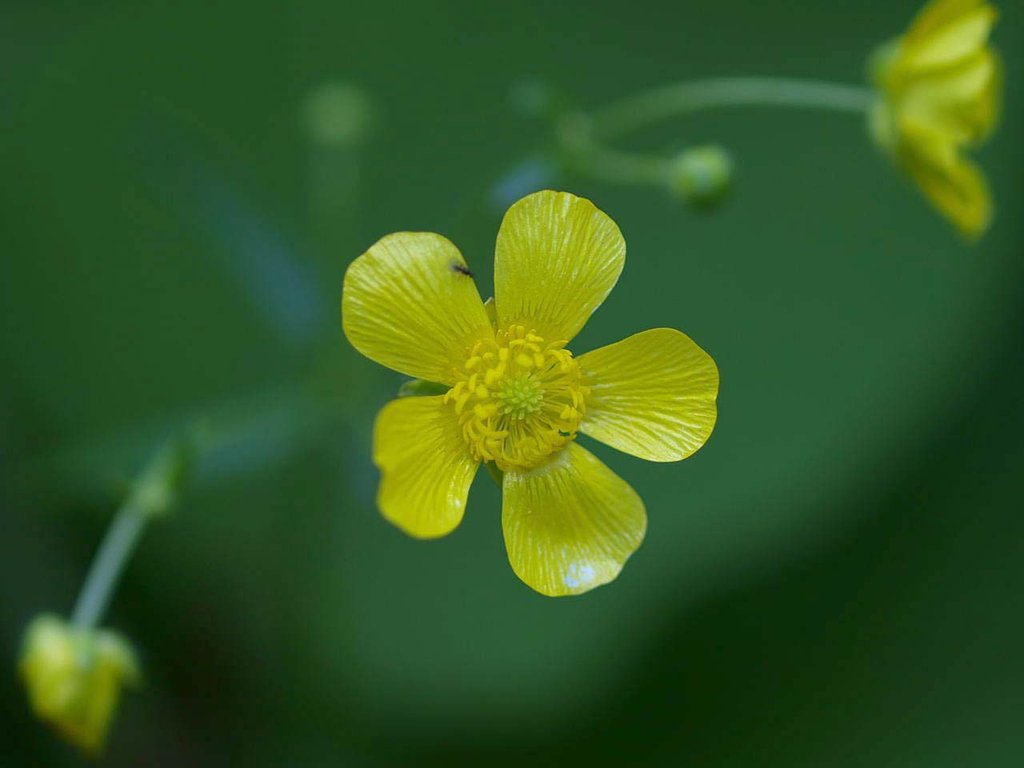 ウマノアシガタ 馬の足形 キンポウゲ 金鳳花 山の花 里の花に心癒されて