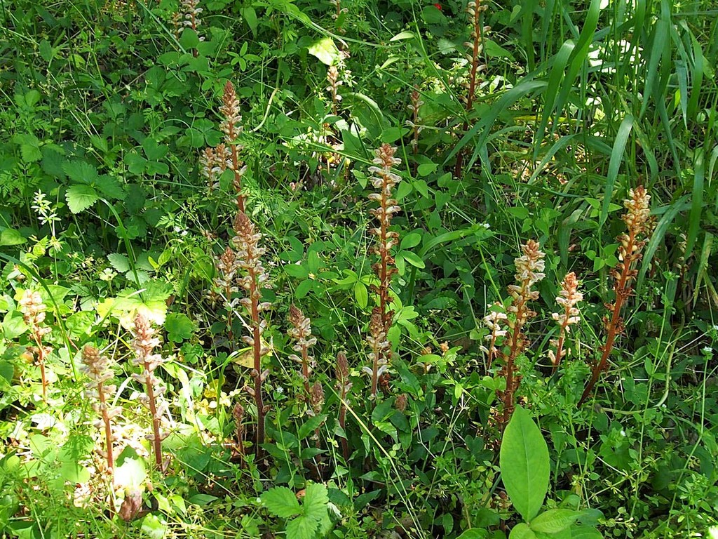道端の雑草 山の花 里の花に心癒されて