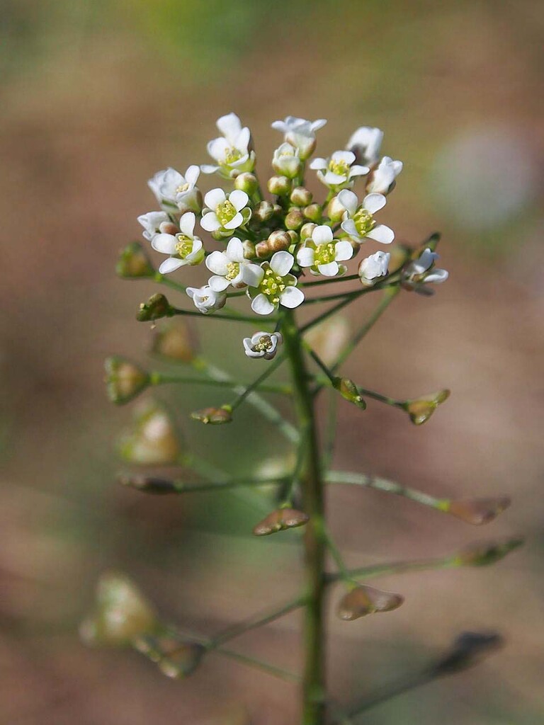 田畑 山の花 里の花に心癒されて 田畑 山の花 里の花に心癒されて