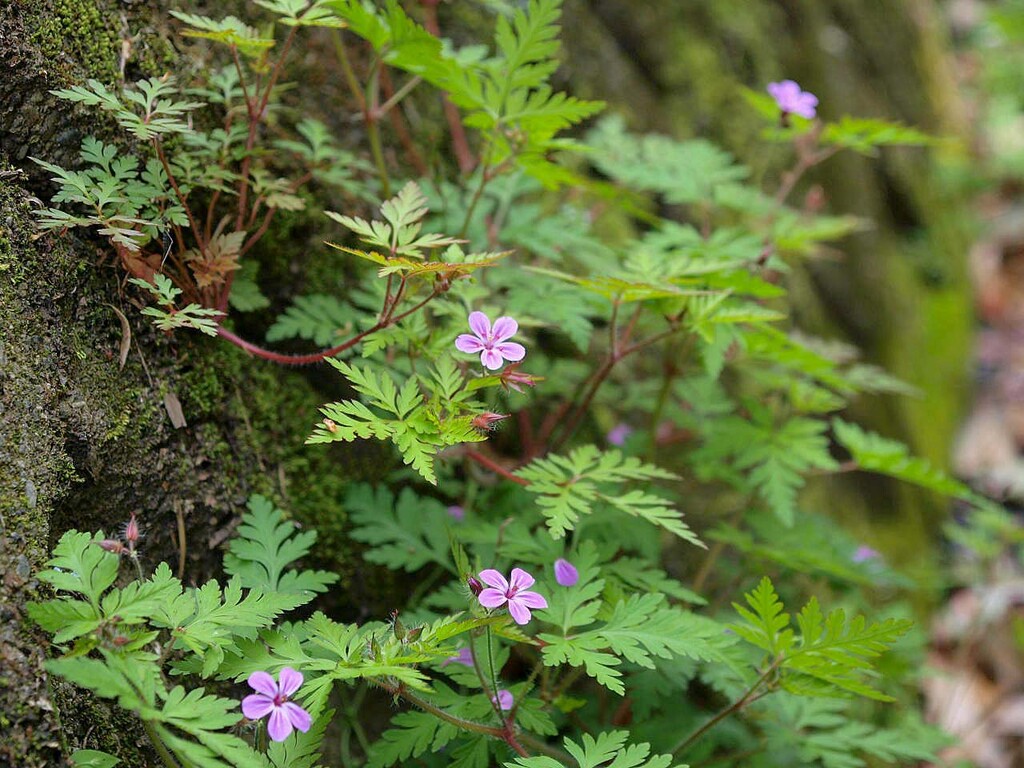 シャガ ヒメフウロ 山の花 里の花に心癒されて シャガ ヒメフウロ 山の花 里の花に心癒されて