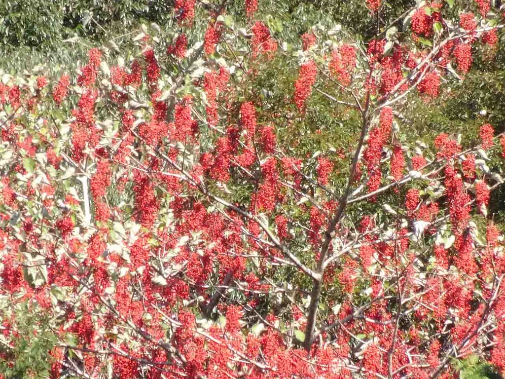 イイギリ 飯桐 山の花 里の花に心癒されて イイギリ 飯桐 山の花 里の花に心癒されて