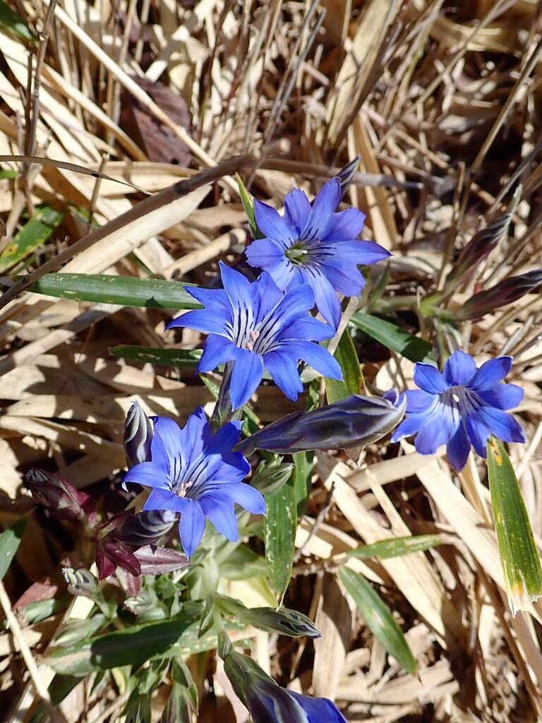 ハルリンドウ 春竜胆 山の花 里の花に心癒されて ハルリンドウ 春竜胆 山の花 里の花に心癒されて