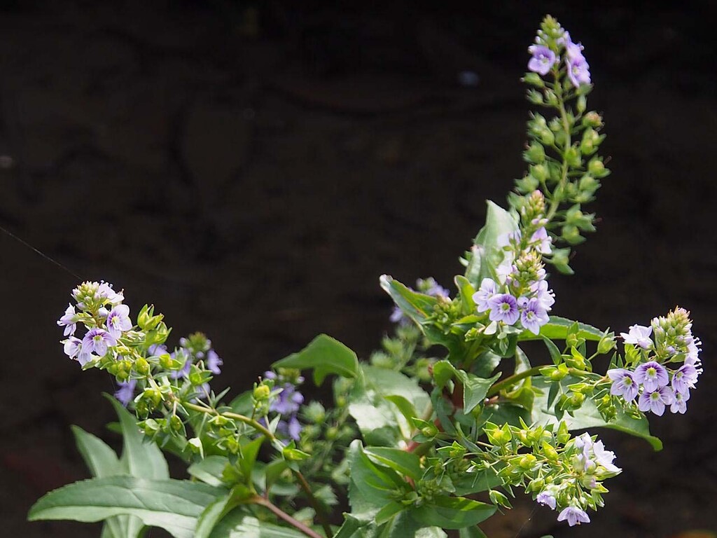 オオカワヂシャ 山の花 里の花に心癒されて