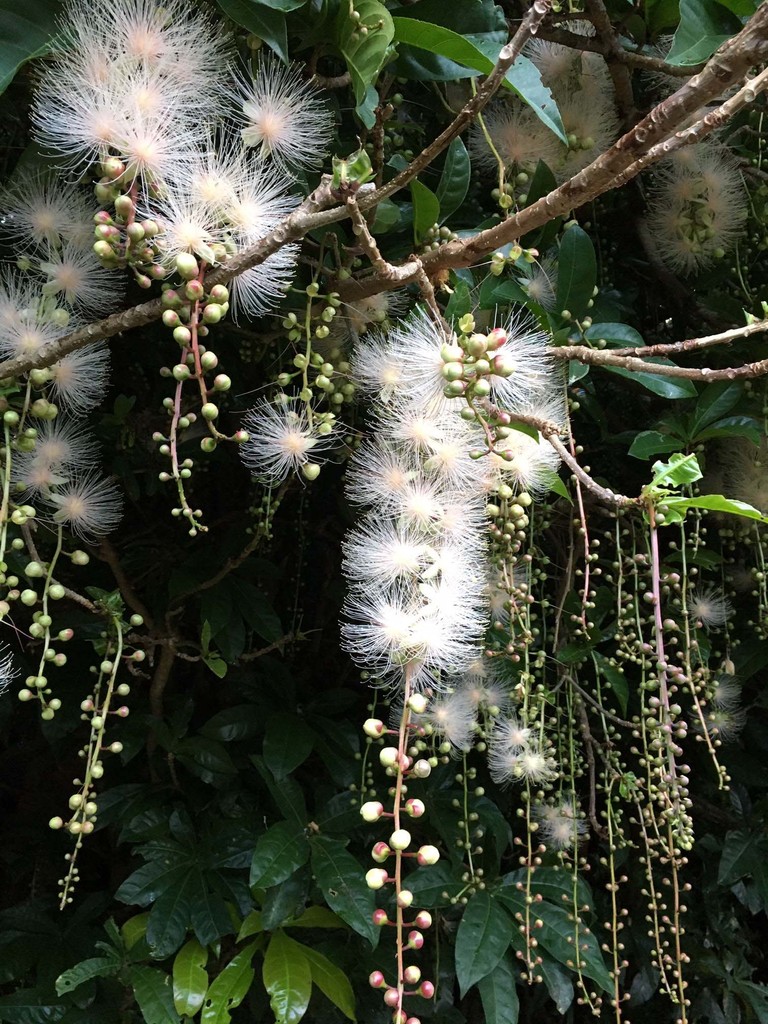 こんな花の写真を頂きました 山の花 里の花に心癒されて