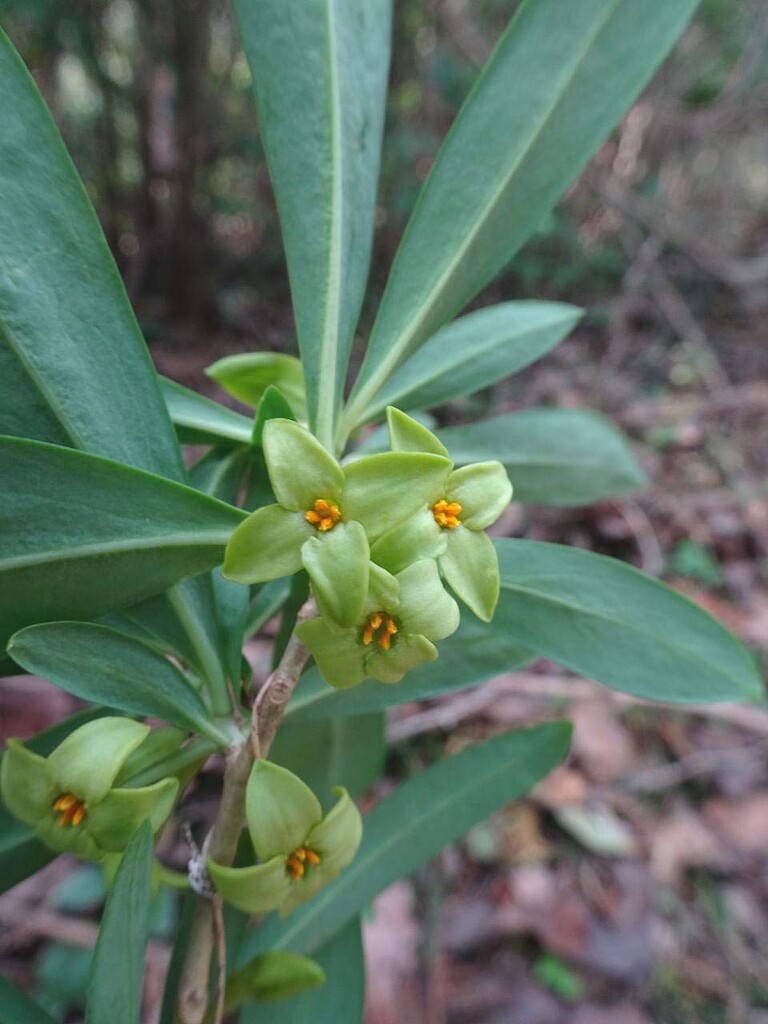 里山 里 の花 山の花 里の花に心癒されて 里山 里 の花 山の花 里の花に心癒されて