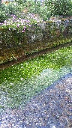 キレイな川の中に咲く花 まんの毎日