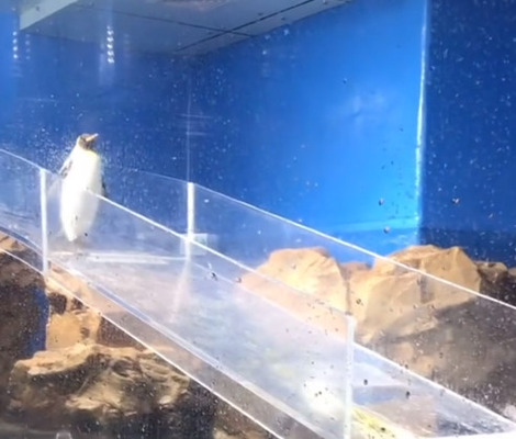 【動画】見物客「見ててごらんｗｗｗ絶対にコケるからｗｗｗ」