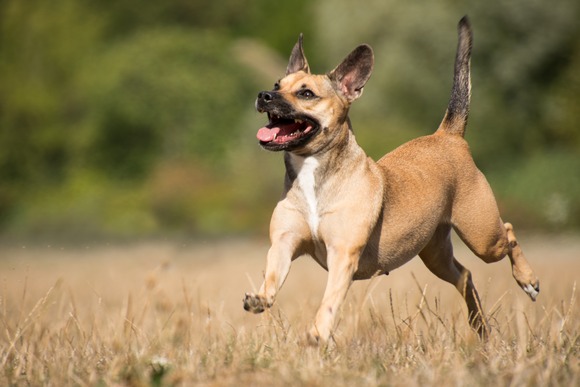 犬の散歩してる時に出会ったお爺ちゃんの話