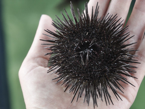 大昔の人「この栗みたいな生き物なんだ？」