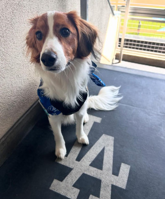 大谷翔平の愛犬、デコピンのランドセル姿が可愛いすぎてファン悶絶