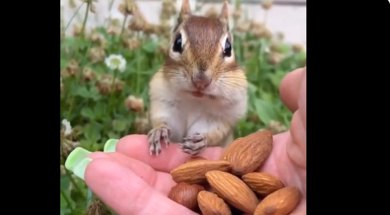 【動画】シマリス「これうっま！！うっま！！！うっま！！！」