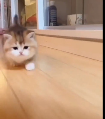 走りだしたら止まらないネコ動画 ← マジでカワイすぎる