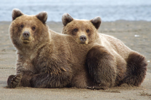 【対処法】私はクマに遭遇したことがあります