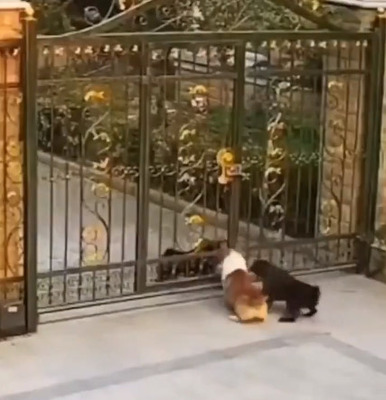 【動画】海外「こういう奴はどこでも必ずいるよな（笑）」