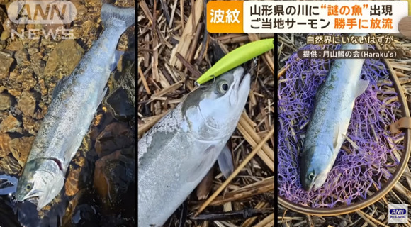 【未知の生命体】山形県で謎の魚が相次いで釣りあげられる