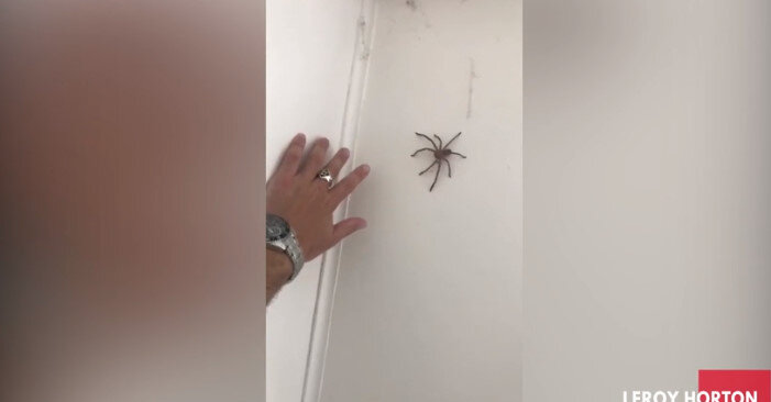 海外の反応「このクモは本当に危険だから気をつけた方がいいよ」