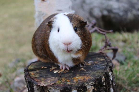 モルモットとかいう全てがペット初心者向きの可愛い動物