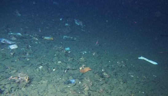 海外の反応「日本の科学者がマリアナ海溝で撮影した写真に最悪な物が写っている」