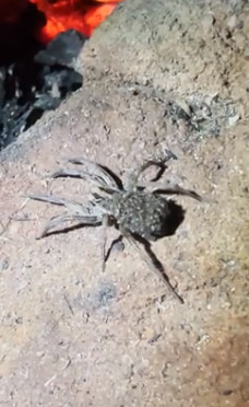 【動画】赤ちゃんを背負ったオオカミグモがカワイすぎｗｗｗｗｗ