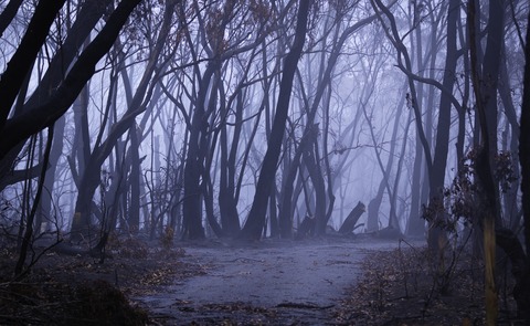 山で写真撮ってたら幽霊が写ってた・・・