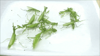 寄生虫のヤバイgif カマキリ なんや最近腹が痛いなぁ ちょっと気分転換に水浴びでもいくか ザ ミステリー体験