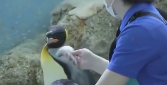 外国人「日本の水族館も大変だな。ペンギンは安い魚は食べないようだ」