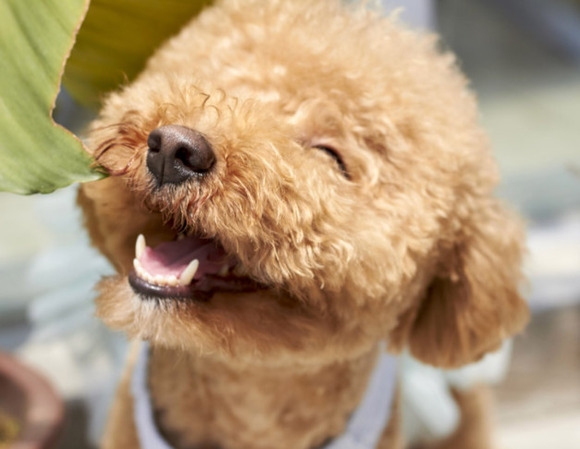 マジで狂ってたと思う「流行り」ｗｗｗｗｗｗｗｗ