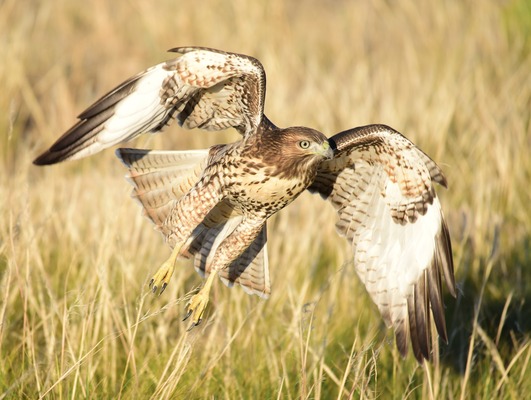 ベランダにいたうるさい鳥にタカの鳴き声を聞かせた結果